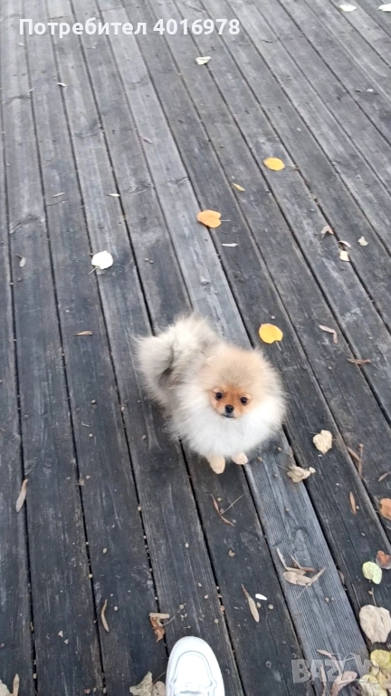 Померан Момиче с Родословие FCI, снимка 1