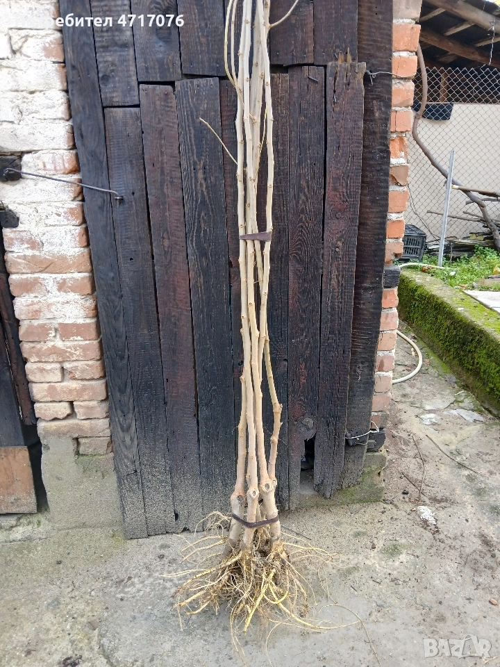 дръвчета розова черница , снимка 1