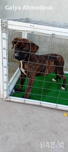 Продавам преса канарио , снимка 1