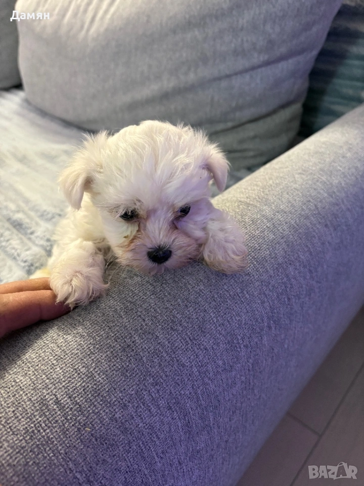 Малтийска болонка , снимка 1