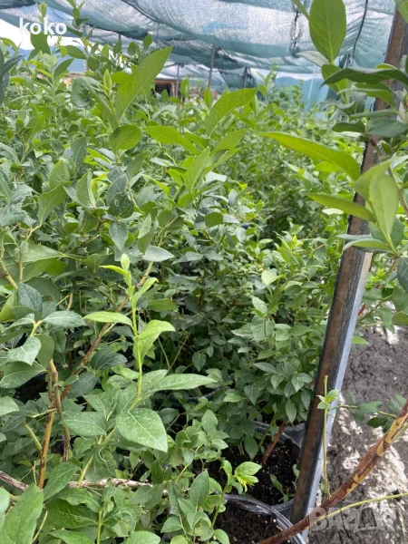 Големи Боровинки, снимка 1