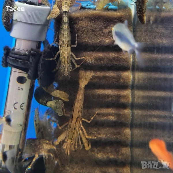 Филтърна скарида 4-5см, снимка 1