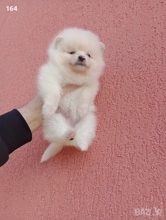 Померани. Реални снимки!, снимка 1