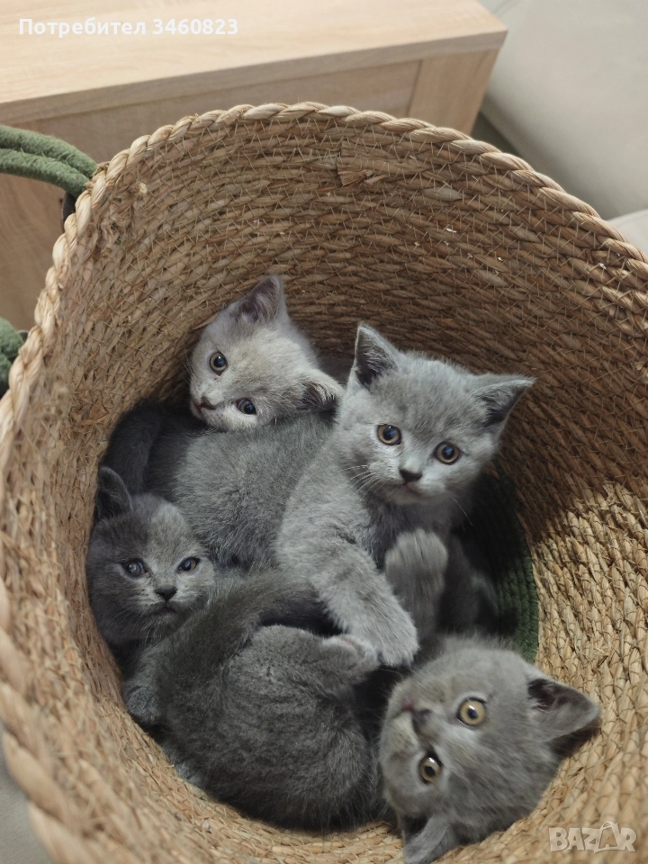 британски късокосмести , снимка 1