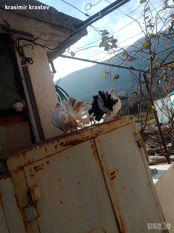 продавам гълъби, снимка 1