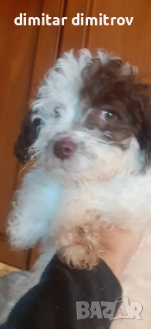 лагото романьоло , снимка 5 - Други - 52431390