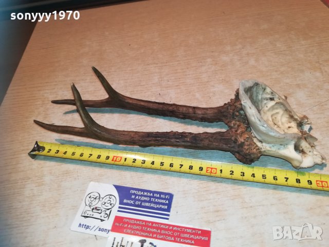 рога-за колекция-внос швеция 1910202200, снимка 7 - Колекции - 30482225