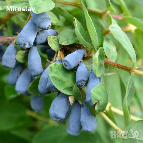 Камчатска(Майска) Боровинка, снимка 6 - Градински цветя и растения - 53905343