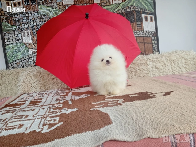 Бели мини Померани. Реални снимки от 04.04.26 г. , снимка 4 - Померан - 54055195