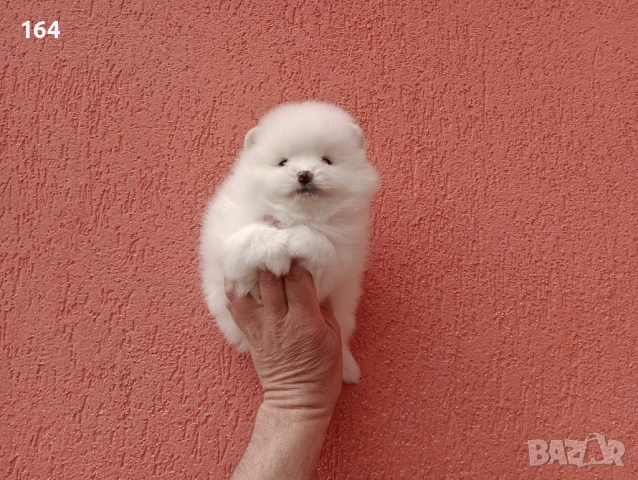 Бели Померани. , снимка 3 - Мъжки - 54133601