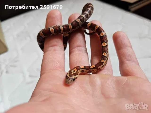 Питон, смок, снимка 2 - Змии - 48340148