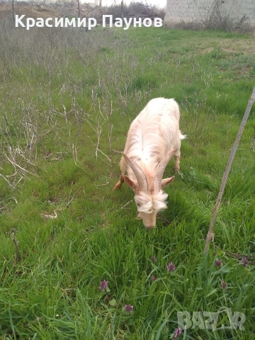 Млад пръч ,на една година ,за дъмъзлък ., снимка 4 - Кози - 54035020