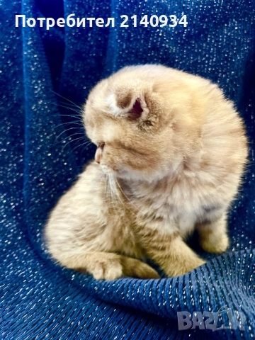 Шотландско клепоухо момиче с плюшена козина – златно таби, снимка 8 - Британска късокосместа - 52925984