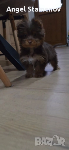 Йорки бивер мини шоколадово момченце!, снимка 7 - Йоркширски териер - 52827229