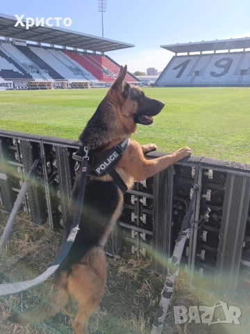 Малки немски овчарки, снимка 9 - Немска овчарка - 52557703