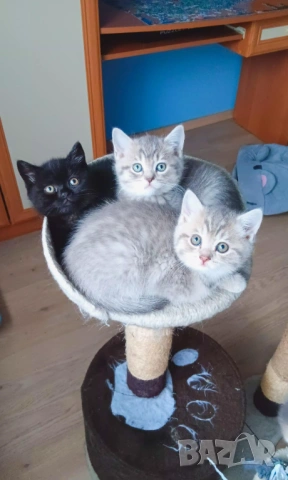 Британска и шотландска късокосместа , снимка 3 - Британска късокосместа - 54232697