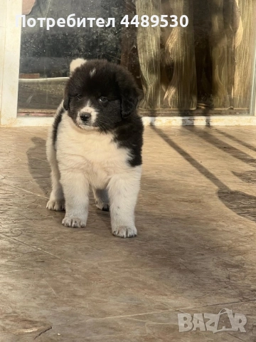 Сертифициран Развъдник продава българско овчарско куче / каракачанка