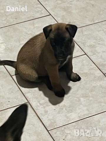 Белгийска овчарка-Малиноа , снимка 8 - Белгийска овчарка - 52623774