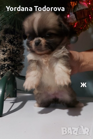 Продавам кучета Пекинез! 🐶