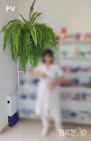 Стайна папрат, къдрава, снимка 2 - Стайни растения - 50145430