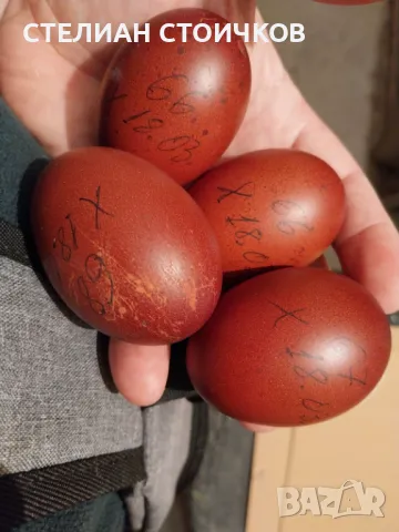   яйца за люпене от син маран, снимка 4 - Кокошки и пуйки - 13512165