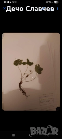 Хербарии за ЛТУ или друг университет , снимка 14 - Ученически пособия, канцеларски материали - 54224038