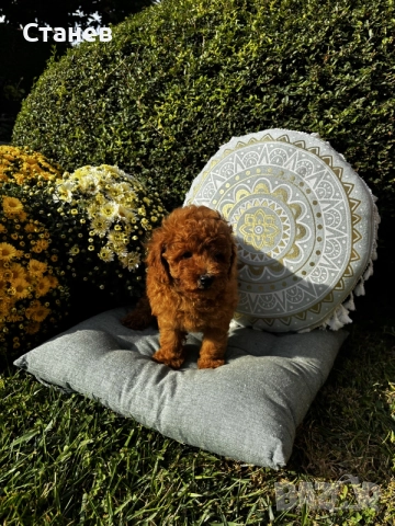 Мини пудел момче и момичета с генетични изследвания / Mini Poodles, снимка 7 - Пудели - 56439896