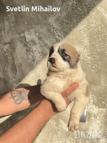 Продават се Алабайчета, снимка 4 - Алабай - 54266116