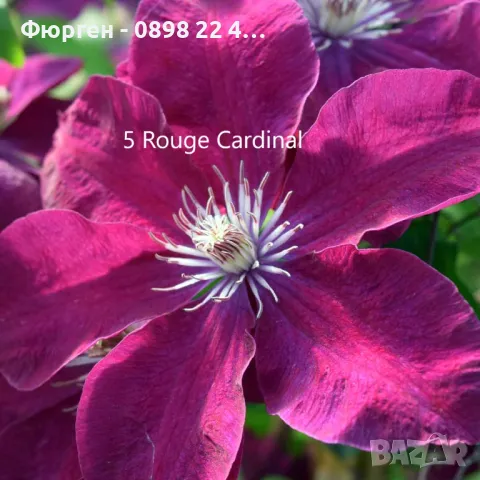 Клематис налични 28 вида, снимка 5 - Разсади - 48740880