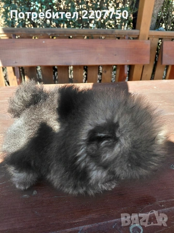 продавам померан , снимка 4 - Померан - 53100329