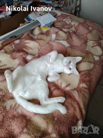 Бяло мъжко коте на 9 месеца , снимка 5 - Други - 53939691