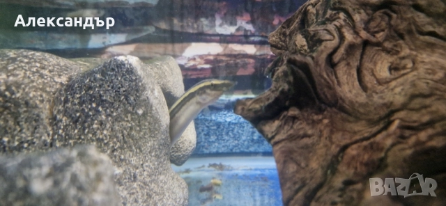 macrognathus aral, снимка 2 - Рибки - 52063872