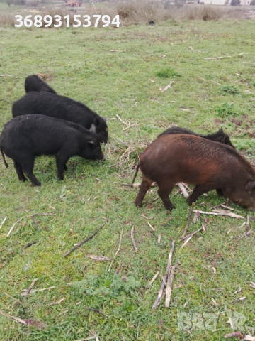 Продавам прасета, снимка 2 - Прасета - 54334729