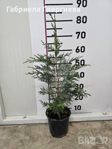 Лейландски кипарис , снимка 2 - Градински цветя и растения - 49816953