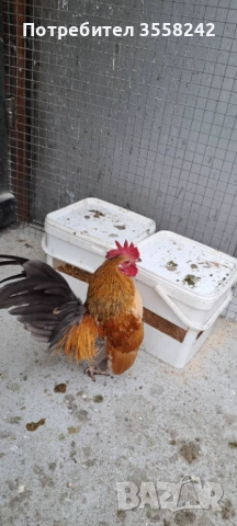 Малай серама, снимка 3 - Кокошки и пуйки - 52774584