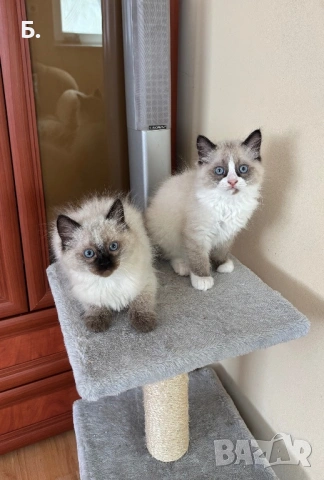 Готови за нов Дом, снимка 2 - Британска късокосместа - 54077634