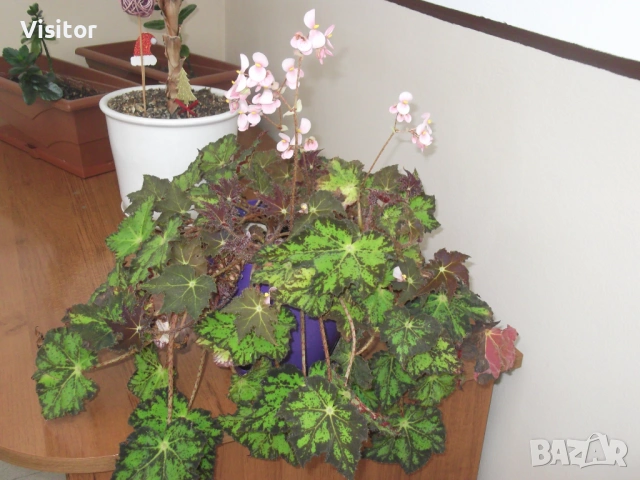 FujiFilm  FinePix C10   -  10MPx, снимка 15 - Фотоапарати - 54242260