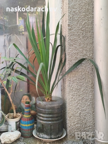 Юка - студоустойчиви големи растения в саксия , снимка 9 - Градински цветя и растения - 51692388