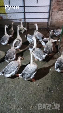 Продавам лебедови гъски, снимка 4 - Патици и гъски - 52434535