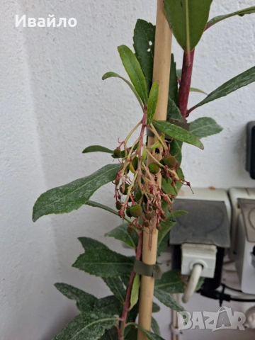 Arbutus unedo и Arbutus unedo Rubra, снимка 5 - Градински цветя и растения - 53995860