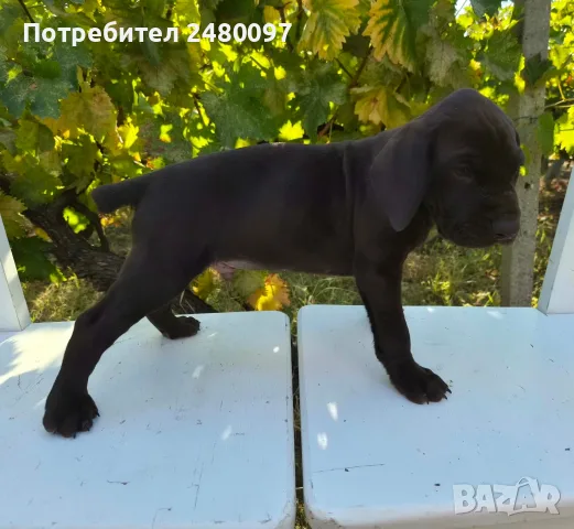 Продавам кученца Курцхаар 