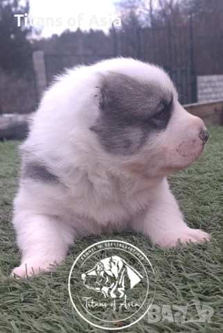 Кученца САО , АЛАБАЙ , Туркменски Вълкодав, снимка 4 - Алабай - 53120501