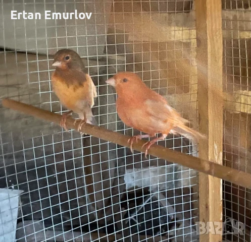 Канари Орфей и цветни 2025г.