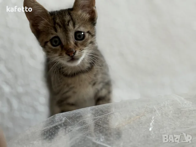 Котенце рпдено през юли, снимка 3 - Други - 55770014