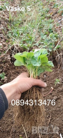 Ягоди, снимка 2 - Сортови семена и луковици - 53893119