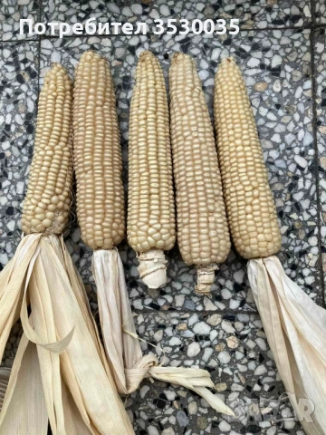 Бяла царевица за семе,стар сорт