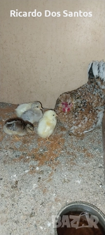 Джинки, снимка 3 - други­ - 52022056