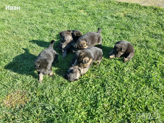 малки немски овчарки, снимка 8 - Немска овчарка - 52921710