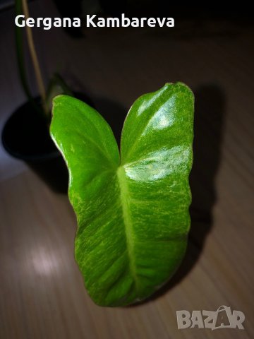 Philodendron Paraiso Verde , снимка 3 - Стайни растения - 42477673