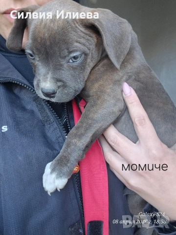 Питбули , снимка 8 - Питбул - 53865863